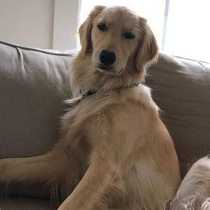 Meet your Posher, Sam